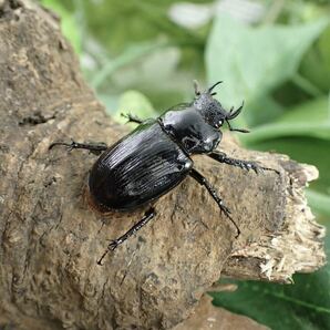 【Sparkle Beetle】デンティクルスゲンシミヤマ ♂28mm♀26mmペア(ミヤマクワガタ) ②の画像5