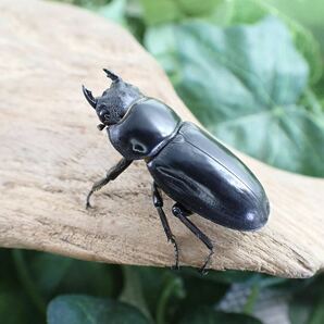 【Sparkle Beetle】タイリクツノボソオオクワガタ ♂57mm♀37mm♀36mmトリオ(ドルクス ヤクシャ)の画像4