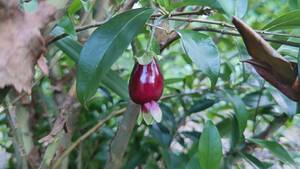 熱帯果樹 セレージャ種子 １０個 自家採種 送料無料　残り３回　