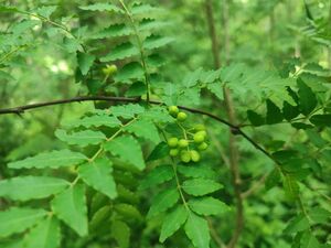 富士山麓産　無農薬　山椒の実５００g