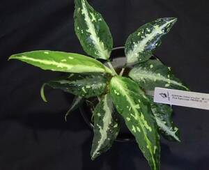 Aglaonema pictum tricolor 朧令月 from Tigalingga【HW0818-XG】(壱）アグラオネマ 