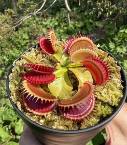 DDionaea muscipula ”Dracula” CK・ハエトリソウ・ドラキュラ・食虫植物・観葉植物・山野草・パルダリウム・ビバリウム・熱帯植物