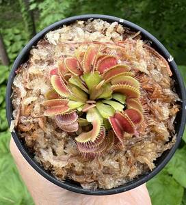 Dionaea muscipula ・ハエトリソウ　姫 ・食虫植物・観葉植物・熱帯植物・パルダリウム・山野草・ビバリウム