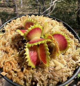 Dionaea muscipula ”Damballa”・ハエトリソウ・ダンバラ・食虫植物・観葉植物・パルダリウム・山野草・ビバリウム