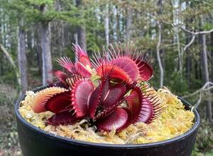 Dionaea muscipula ”Phallanx” CK・ハエトリソウ・ファランクス・食虫植物・観葉植物・熱帯植物・パルダリウム・山野草