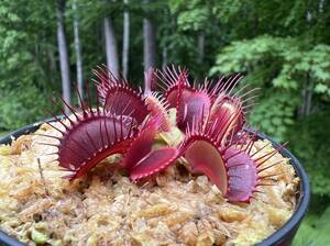 Dionaea muscipula ”Phallanx” CK・ハエトリソウ・ファランクス・食虫植物・観葉植物・熱帯植物・パルダリウム・山野草