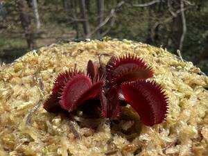 Dionaea muscipula ”Mr Black” MC・ハエトリソウ　ミスターブラック・食虫植物・観葉植物・熱帯植物・パルダリウム・山野草