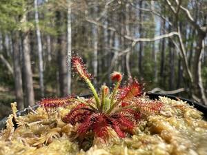 Drosera neocaledonica・ドロセラ　ネオカレドニカ ・食虫植物・観葉植物・熱帯植物・パルダリウム・山野草・ビバリウム・原種