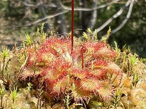 Drosera capillaris ドロセラ カピラリス ・食虫植物・観葉植物・熱帯植物・パルダリウム・山野草・ビバリウム・原種