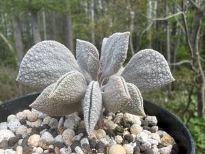 Peperomia hutchisonii・ペペロミア ハッチソニ・珍種・多肉植物・塊根・コーデックス塊茎・観葉植物・山野草・原種・サボテン 