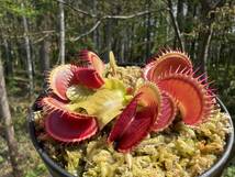 DDionaea muscipula ”Dracula” CK・ハエトリソウ・ドラキュラ・食虫植物・観葉植物・山野草・パルダリウム・ビバリウム・熱帯植物_画像2