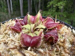 Dionaea muscipula ”Galaxy” ・ハエトリソウ　ギャラクシー・食虫植物・観葉植物・山野草・熱帯植物・パルダリウム・ビバリウム