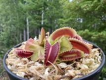 Dionaea muscipula ”Carnivoria Ramesse I”・ハエトリソウ・ラムセス1世・食虫植物・観葉植物・パルダリウム・山野草・ビバリウム_画像6