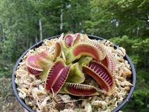 Dionaea muscipula ”Carnivoria Ramesse I”・ハエトリソウ・ラムセス1世・食虫植物・観葉植物・パルダリウム・山野草・ビバリウム_画像3