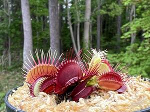 Dionaea muscipula ”Phallanx” CK・ハエトリソウ・ファランクス・食虫植物・観葉植物・熱帯植物・パルダリウム・山野草