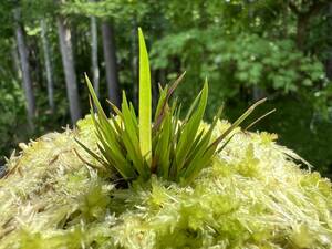 ギアナ高地・プタリテプイ・Xyris sp・Ptary Tepui・食虫植物・山野草・観葉植物・パルダリウム・熱帯植物 ・ビバリウム・洋蘭原種