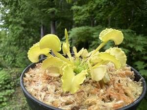 Dionaea ”clones aka Small Werewolf Adentata” スモール エアウルフ アデンタータ ・食虫植物・観葉植物・パルダリウム・山野草