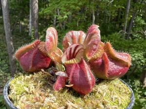 Cephalotus follicularis ”seedling Hummers Giant”・セファロタス・ハマーズジャイアント・食虫植物・観葉植物・熱帯植物・山野草