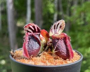 Cephalotus follicularis ”Big boy” CC・セファロタス ビッグ ボーイ・食虫植物・観葉植物・熱帯植物・パルダリウム・山野草