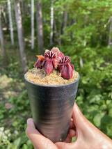Cephalotus follicularis ”Black form”　BCP ・ブラックホーム ・食虫植物・観葉植物・熱帯植物・パルダリウム・山野草・ビバリウム_画像6