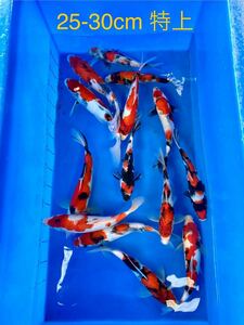 2022 год производство раз 2 лет рыба! специальный отбор цветной карп примерно 25-30cm ультра выбор Showa 1 шт аквариум для,. использование не по назначению .*.. опыт завершено. *