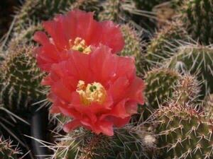 opuntia polyacantha wibke オプンチア サボテン 多肉植物 アガベ ユーフォルビア 団扇サボテン