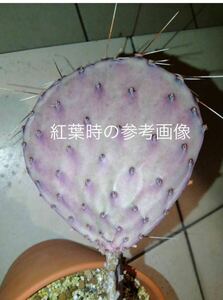 opuntia phaeacantha var.grandis hk 1985 オプンチア サボテン 多肉植物 アガベ ウチワサボテン