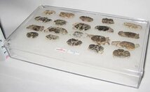 日本の化石　千葉県幕張のカニ化石/たくさん　２０個セット/一ケース_画像4