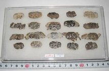 日本の化石　千葉県幕張のカニ化石/たくさん　２０個セット/一ケース_画像1