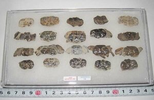 日本の化石　千葉県幕張のカニ化石/たくさん　２０個セット/一ケース