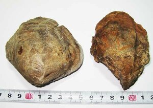 日本の化石　山形県戸沢村の大型二枚貝/オウナガイ　２個セット