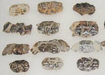 日本の化石　千葉県幕張のカニ化石/たくさん　２０個セット/一ケース_画像2