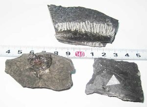 日本の化石　群馬県神流町瀬林の化石セット/アンモナイトとベレムナイト、サメの歯