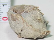 日本の化石　静岡県静岡市のカニ化石/アサヒガニ　甲羅全体と腕が残るレアー標本_画像4