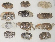 日本の化石　千葉県幕張のカニ化石/たくさん　２０個セット/一ケース_画像3