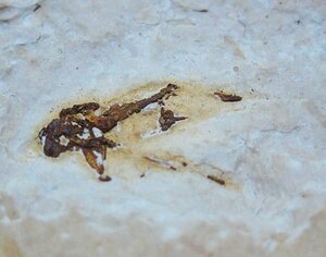ブラジルの昆虫の化石/ゴキブリ類　白亜紀