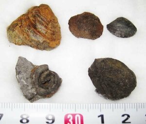 日本の化石　愛媛県宇和島市古城山層の化石４種セット/ウニ、二枚貝、巻貝