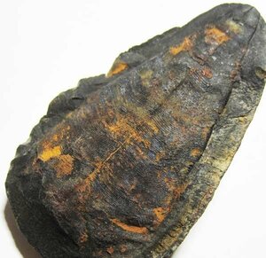 ボリビアのデボン紀のシダ植物化石/ヒゲノカズラ類　ノジュール