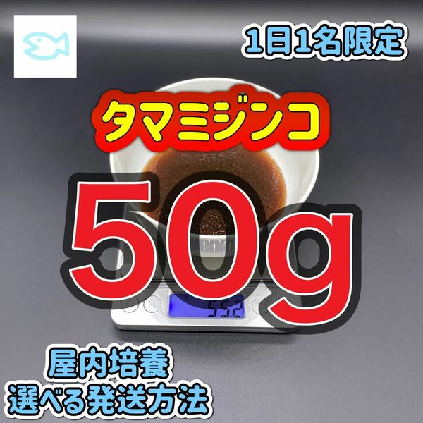 タマミジンコ 50g めだか ベタ 金魚 などの餌に 1日1名限定　高品質、最安値を心掛けております ※相場により値段は変動します