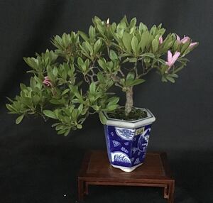 T- 64 Satsuki Rhododendron indicum shohin bonsai бонсай 