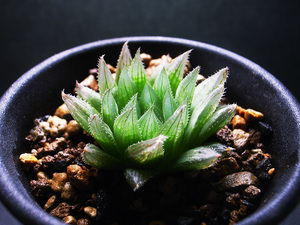 【原種】ハオルチア ゴルドニアナ DMC11040 ( IB11664 ) ズールブロン産 / 多肉植物 Haworthia gordoniana DMC11040 IB11664 TL, Zuurbron