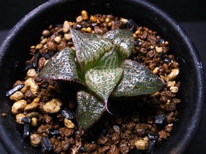 【原種】ハオルチア スプレンデンス VA4705 / 多肉植物 Haworthia splendens VA4705 Albertinia