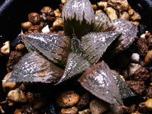 【原種】ハオルチア ボビー WMS020 Ballyfar 選抜苗 / 多肉植物 Haworthia bobii WMS020 Ballyfar Selected_画像2