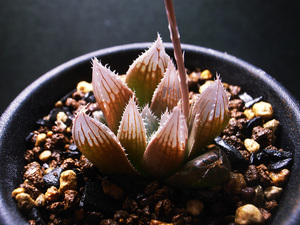 【原種】ハオルチア サリナ IB08618 ( IB40145 ) Red House 大型個 / 多肉植物 Haworthia salina IB08618 ( IB40145 ) Red House