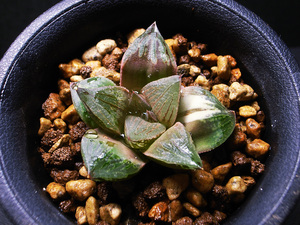 【多肉植物】ハオルチア ピクタ錦 ( ピクタ交配錦 ) / Haworthia picta hyb. variegata