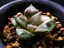 【多肉植物】ハオルチア ピクタ錦 ( ピクタ交配錦 ) / Haworthia picta hyb. variegata_画像3