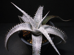 【原種】ディッキア マルニエル ラポストレイ エステベシー ビル・ベイカー / 多肉植物 Dyckia marnier-lapostollei estevesii Bill Baker