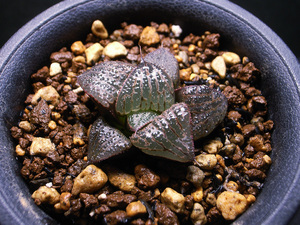 【原種】ハオルチア スプレンデンス CG337.VA4601 / 多肉植物 Haworthia splendens CG337.VA4601 Port Elizabeth ex.Paul Schoeman, 1985
