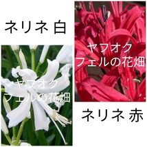 ネリネ ボーデニー レッド ホワイト 赤 白set 球根 ダイヤモンドリリー 彼岸花合計2球 開花球_画像1