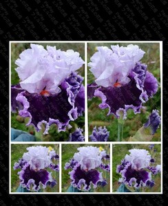  beautiful german Iris brilliant . frill . Akira . navy blue trance .... beautiful german Iris bulb seedling . eyes from . beautiful 
